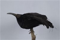 藏品(麗色裙風鳥)的圖片